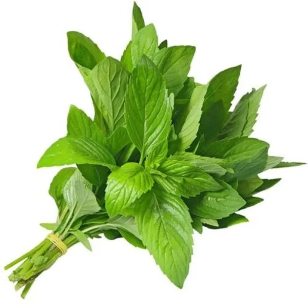 Menthe Abdi | نعناع العبدي | Hierbabuena Abdi