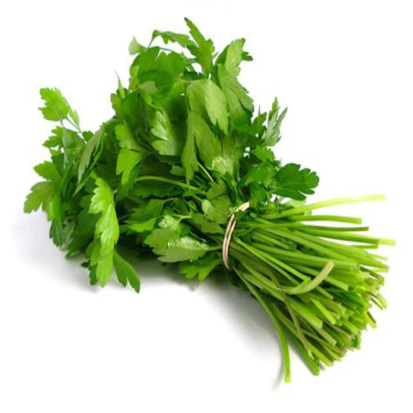 CORIANDRE | القزبر | CILANTRO