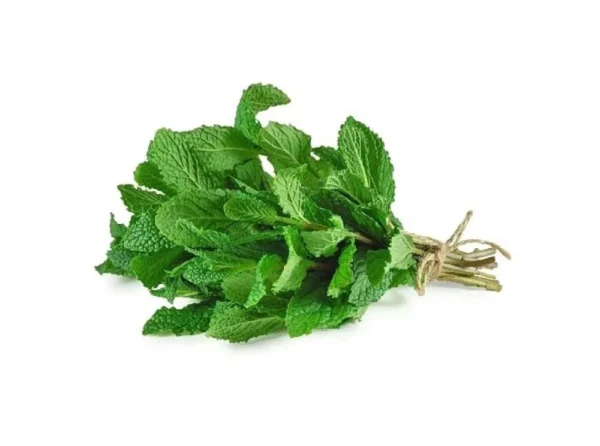 MENTHE | نعناع | MENTA