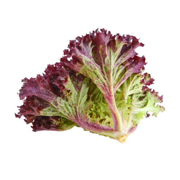 LAITUE ROUGE | الخس الأحمر | LECHUGA ROJA
