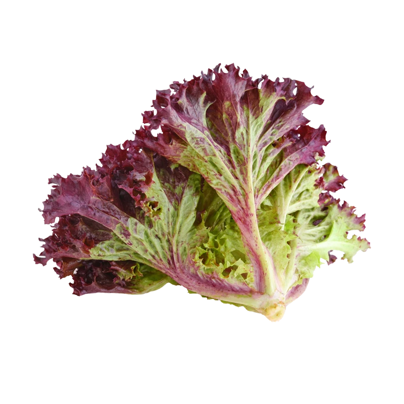 red_leaf_lettuce LAITUE ROUGE | الخس الأحمر | LECHUGA ROJA – Image 1