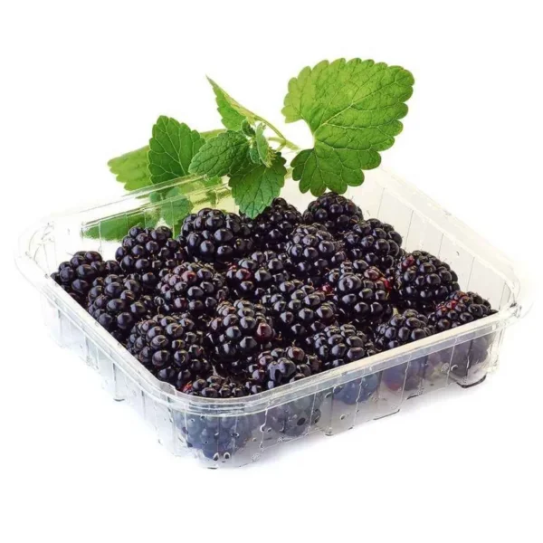 MÛRES | توت أسود | MORAS