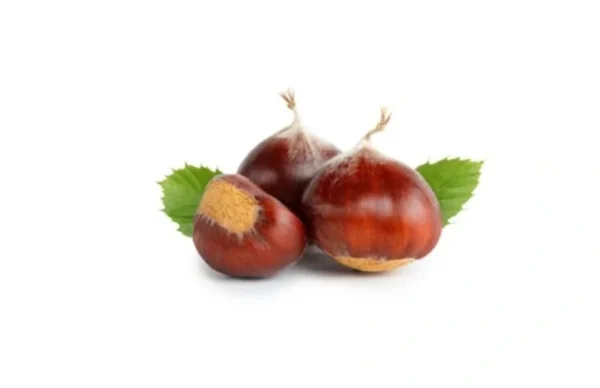 Marrons  | قسطال إسباني | Castañas