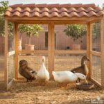 CANARD | بط | PATO