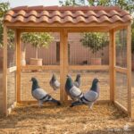 PIGEON | حمام | PALOMA