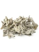 Sauge | سالمية | Salvia